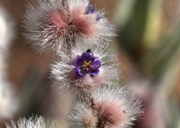 Højttaler fortov Faial Australian Desert Plants - Lamiaceae
