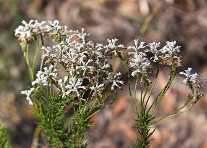 CONOSPERMUM caeruleum - A-D miscellaneous Natives – Australian Seed