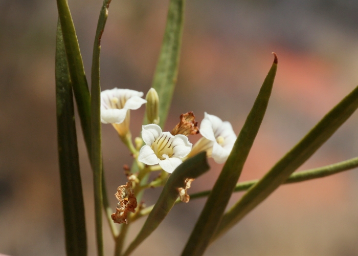 Australian Desert Plants - Solanaceae