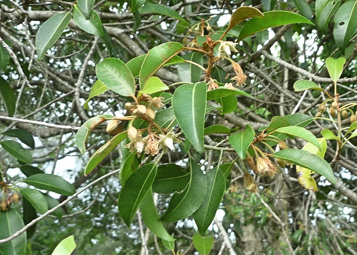 http://www.northqueenslandplants.com/images/Hartley's%20Creek%20JN%20-%20%20Mimusops%20elengi%20FN%201993%20(3).JPG